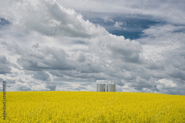 Fototapeta Grain silos on a blooming yellow canola field under a dramatic sky on the Canadian Prairies.