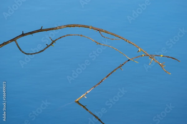 Fototapeta Zweige ragen aus Wasseroberfläche heraus