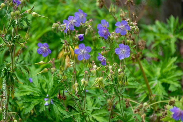 Fototapeta Botanical collection of plants and herbs, blue flowers of geranium pratense