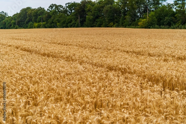 Fototapeta Spikelets of wheat against the blue sky. Green trees on the background.