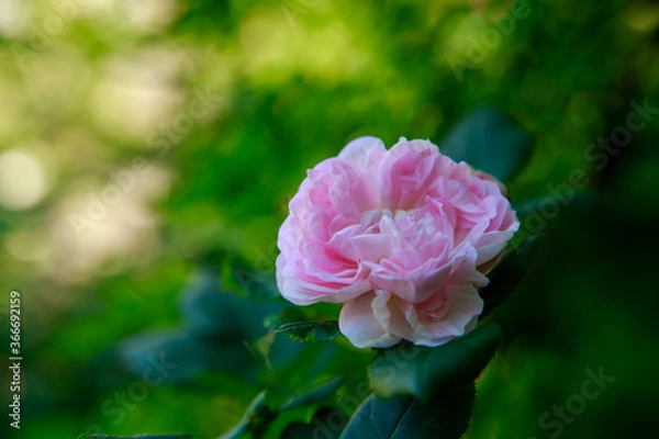 Fototapeta Roses in the garden. Blooming Roses on the Bush. Growing roses in the garden.