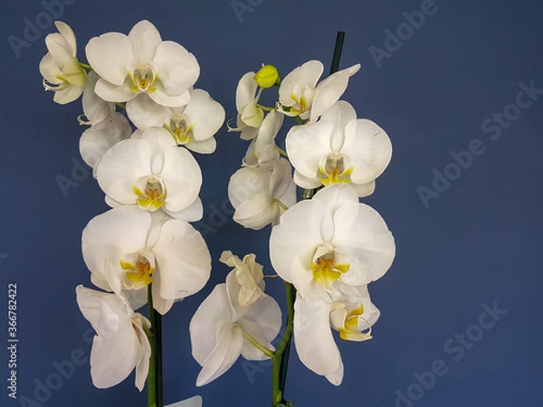 Fototapeta orchid white flowers isolated in blue background fresh beatifull