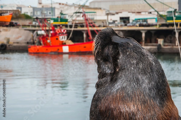 Obraz sea lion on the pier