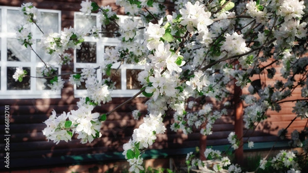 Fototapeta Blooming apple branch on the background of a wooden house with white windows