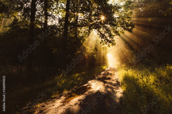 Fototapeta Light at the end of the forest tunnel on the muddy forest road with golden sun rays of the rising sun shining through the trees during the foggy summer morning in Czech republic