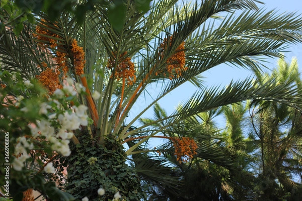 Fototapeta Alanya, TURKEY - August 10, 2013: Travel to Turkey. Greenery. Flowers. Plants of Turkey. Palm trees. Foliage, trees