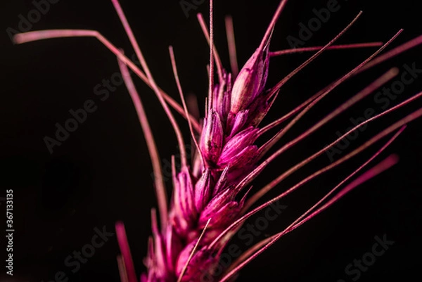 Fototapeta A piece of wheat that has been painted red