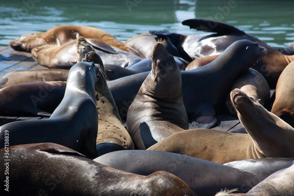 Fototapeta Sea Lions on a wooden Dock