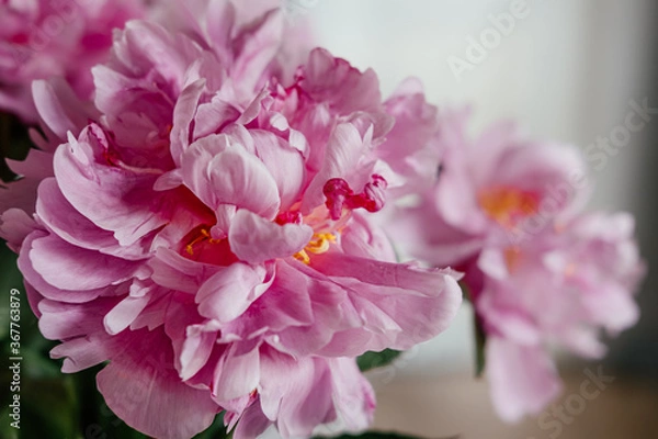 Fototapeta Big pink peonies.