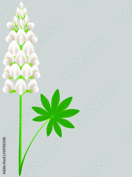 Fototapeta White lupine flower with green leaf on a gray background.