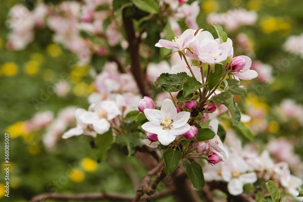 Fototapeta Close up shot of branch of apple tree flowering in the green gargen. Horticulture in spring or summer. Blossom of plant in the farm. Image with copy space. Tree with leaves with blur background.