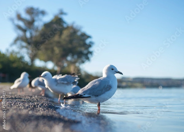 Fototapeta  Gulls on the shoreline of Lake Taupo in New Zealand