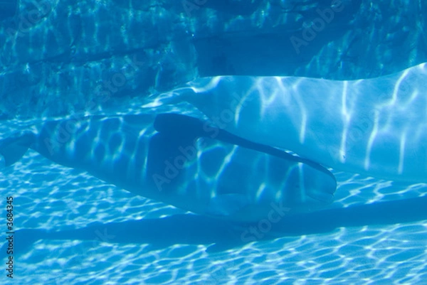 Fototapeta Baby whale Beluga swimming in tank