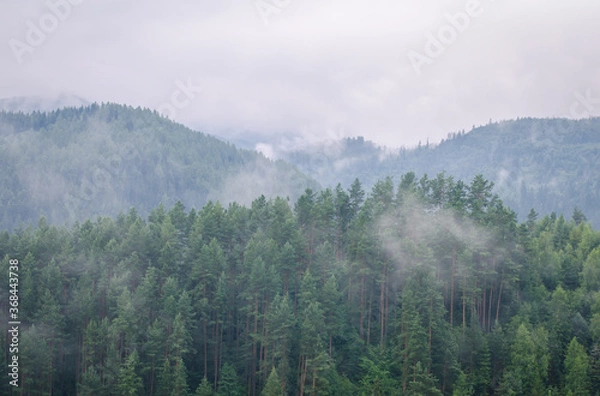 Fototapeta Beautiful green  forest mountains wiht fog