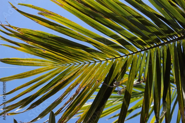 Fototapeta Palm leaf