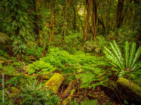 Fototapeta Rainforest