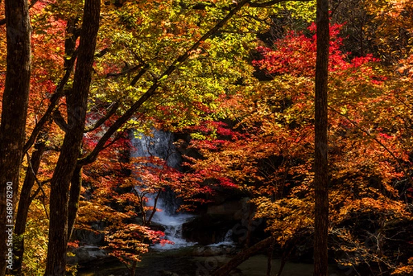 Fototapeta Beautiful colorful orange and red autumn forest with stream and fall.