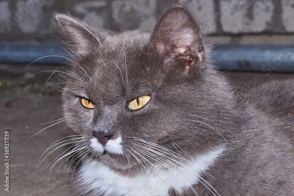 Fototapeta On a hot summer day, a cat looks for a cool place and rests.