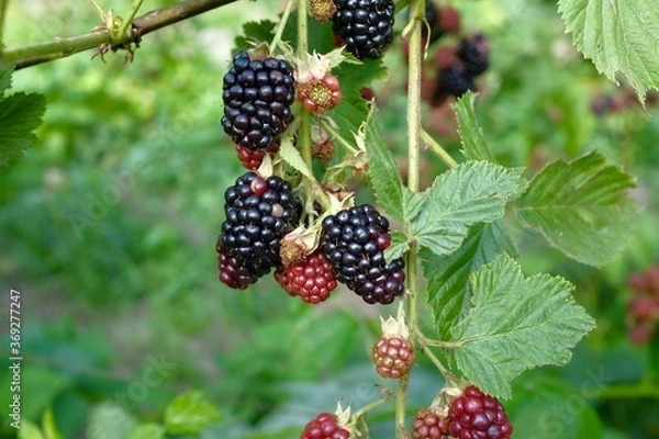 Fototapeta Blurred blackberries on the background of the garden. berries are green and black. summer and harvest concept, selective focus.