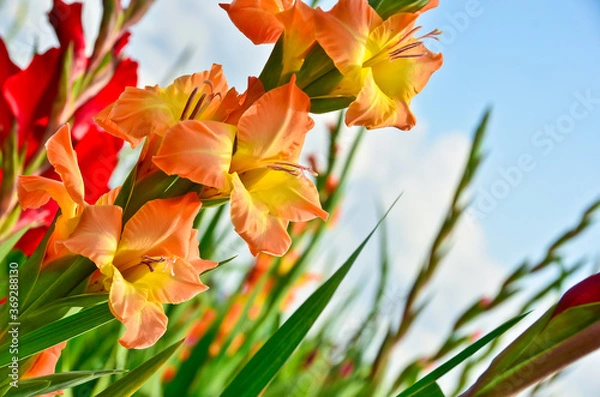 Fototapeta A beautiful big field of many gladiolus in different bright colours growing into the blue sky in summer