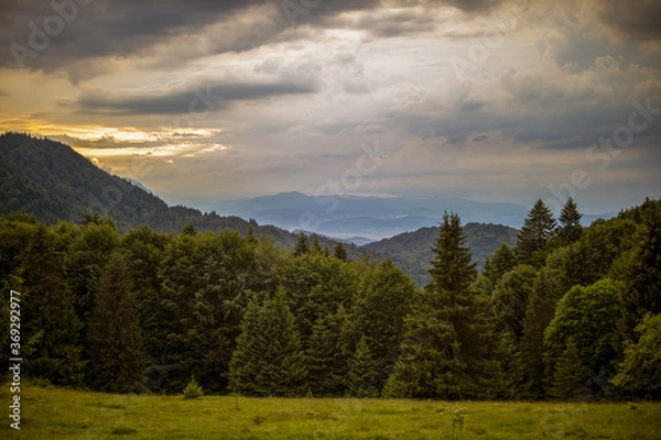 Fototapeta Beautiful landscape with pine forest in the mountains and clouds