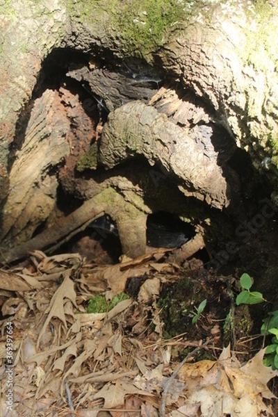 Fototapeta Tree Anatomy 