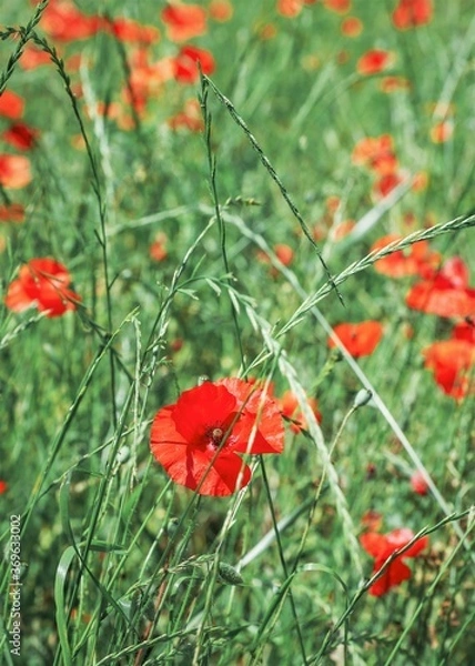 Fototapeta close-up of a spring meadow with poppies