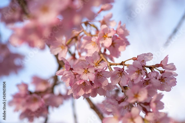 Fototapeta 桜咲く