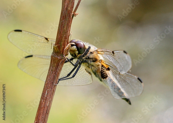 Fototapeta Vierfleck (Libellula quadrimaculata), Hamburg, Deutschland