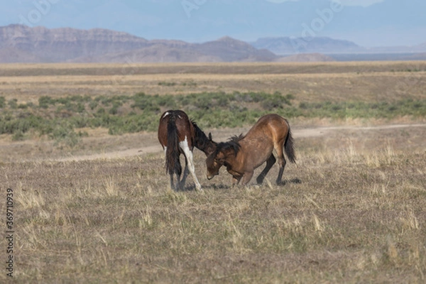 Fototapeta Wild Horse Stallions Fighting in the Utah Desert