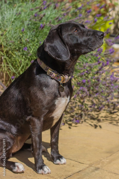 Fototapeta Labrador Cross in the Garden