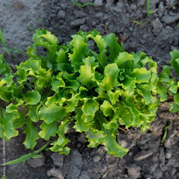 Fototapeta Fresh green Iceberg lettuce plant at farm.