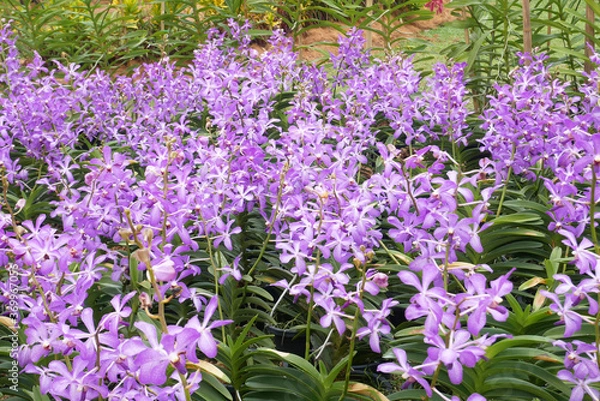 Fototapeta KUALA LUMPUR, MALAYSIA -DECEMBER 17, 2019: Colorful tropical & exotic orchids flower in plants nursery. Grown in a large group to form a beautiful garden.  
