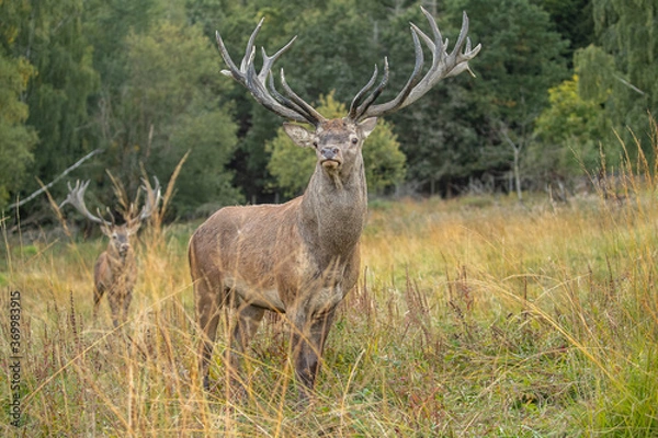 Fototapeta Red deer in the nature habitat during the deer rut