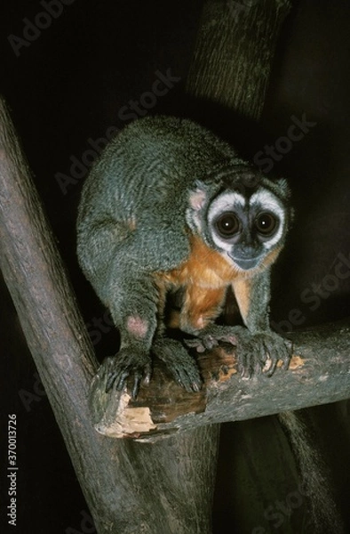 Fototapeta DOUROUCOULI OR OWL MONKEY aotus trivirgatus, ADULT