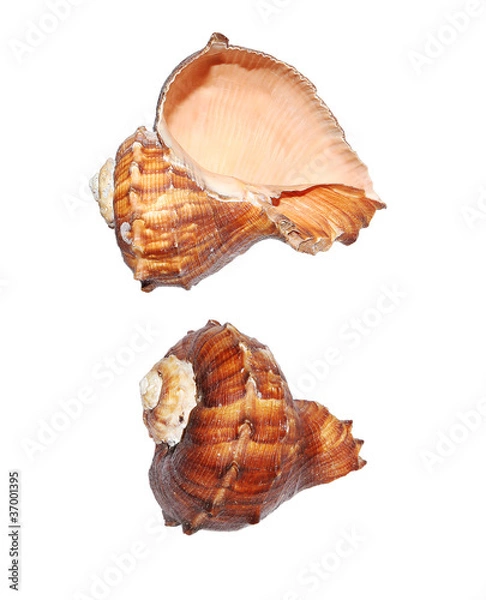 Fototapeta Shells isolated