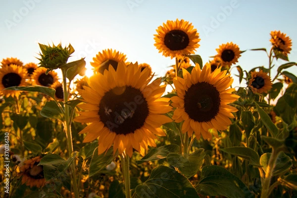 Fototapeta Sonnenblume, Sonnenblumen Feld, Sun Flotter