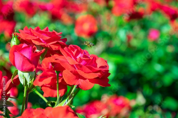 Fototapeta blooming red rose bush in the garden close up