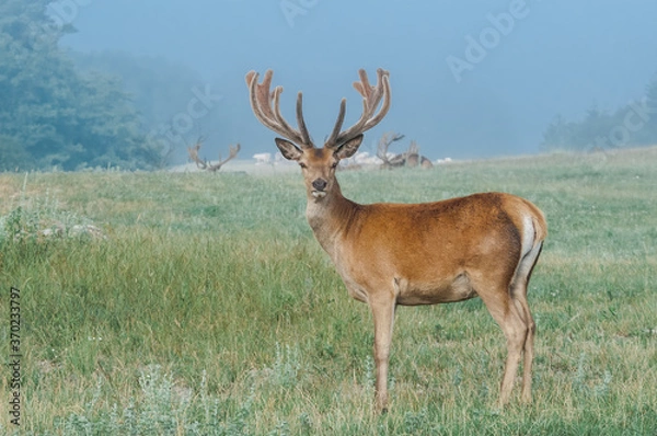 Fototapeta Red Deer (Cervus elaphus)