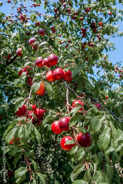 Fototapeta Cherry Plum (Prunus cerasifera) in coastal hills, Crimea