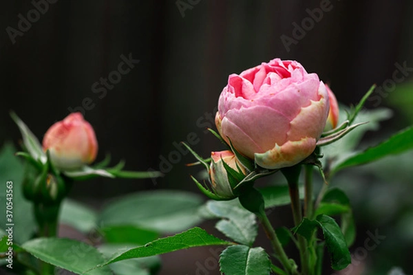 Fototapeta 
peony rose with buds in the garden