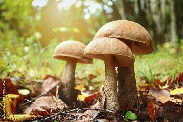 Fototapeta Large wild boletus mushrooms in the forest