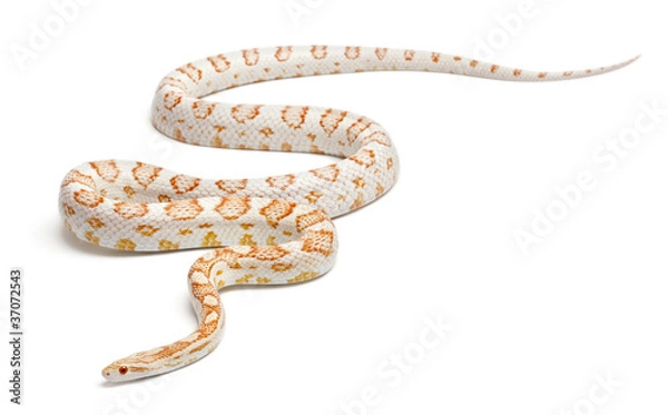 Fototapeta Candy cane Corn Snake or Red Rat Snake, Pantherophis guttatus