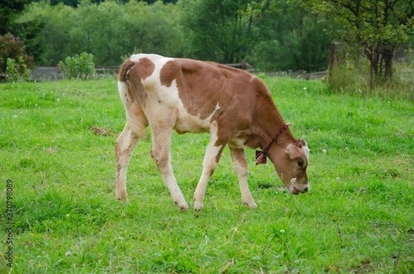 Fototapeta The calf grazes in the field. Red calf grass.