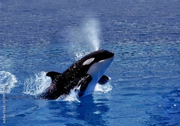 Fototapeta Killer Whale, orcinus orca, Adult Breaching