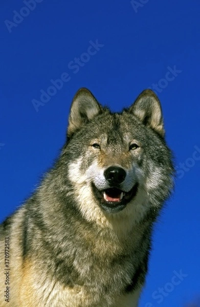 Fototapeta North American Grey Wolf, canis lupus occidentalis, Portrait of Adult against Blue Sky, Canada