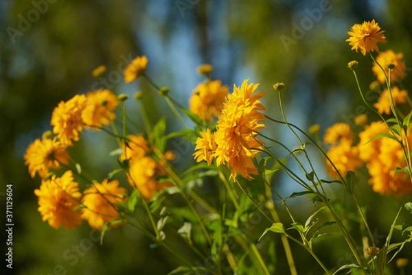 Fototapeta on a vast green field grow fragrant summer yellow flowers