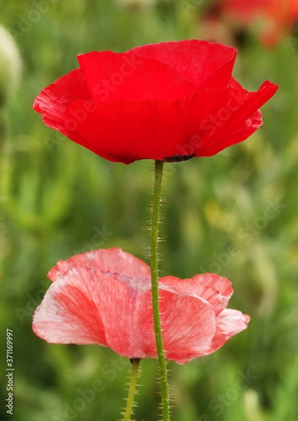 Fototapeta Poppy flower with red petals