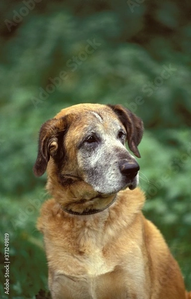 Fototapeta Portrait of Old Dog