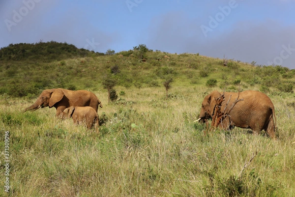 Obraz Family of Elephants in Kenya, Africa